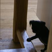 Blanding af racer Mille