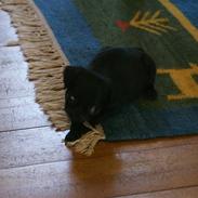 Blanding af racer Mille