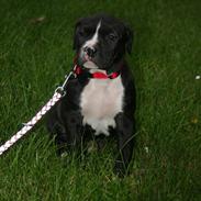 Amerikansk staffordshire terrier Vega