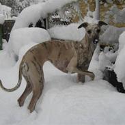 Whippet Piper