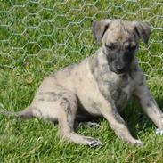 Whippet Piper
