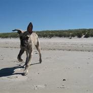 Whippet Piper
