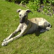 Whippet Piper