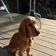 Cocker spaniel pluto