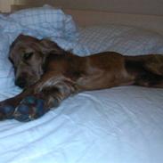 Cocker spaniel pluto