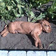 Cocker spaniel pluto