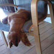 Cocker spaniel pluto