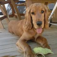 Cocker spaniel pluto