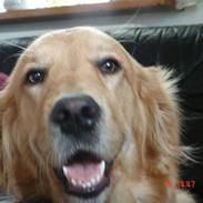 Golden retriever Golden Jives Frida. R.I.P