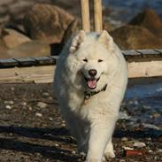 Samojedhund Bamse