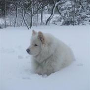 Samojedhund Bamse