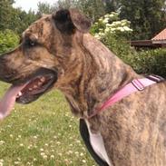 Blanding af racer ~* Dior *~