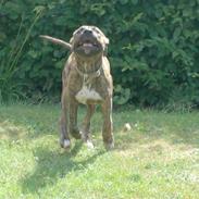 Blanding af racer ~* Dior *~