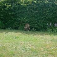 Blanding af racer ~* Dior *~