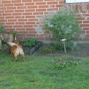 Blanding af racer ~* Dior *~