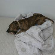 Blanding af racer ~* Dior *~