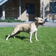 Amerikansk staffordshire terrier Wilma