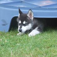 Alaskan malamute Helios