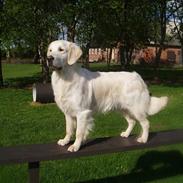 Golden retriever Classic (Autumn-Gold)