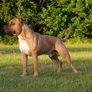 Amerikansk staffordshire terrier   - AA Bandit of G-A