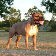 Amerikansk staffordshire terrier   - AA Bandit of G-A