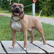 Amerikansk staffordshire terrier   - AA Bandit of G-A