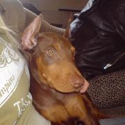 Dobermann Koko