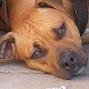 Amerikansk staffordshire terrier Nala