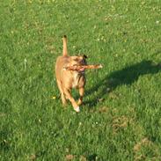 Amerikansk staffordshire terrier Nala