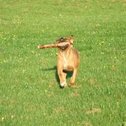 Amerikansk staffordshire terrier Nala