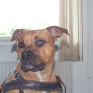 Amerikansk staffordshire terrier Nala