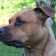 Amerikansk staffordshire terrier Nala