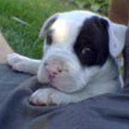 Amerikansk bulldog Jaco (Ny Profil)