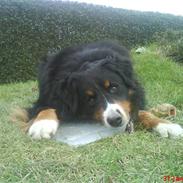 Berner sennenhund Bailey *Sovet stille ind*