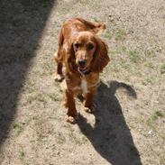 Cocker spaniel Milla