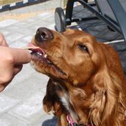 Cocker spaniel Milla