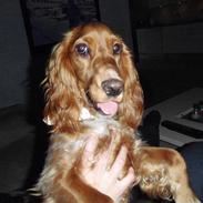 Cocker spaniel Milla