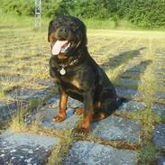 Rottweiler S.B. Von Barnewitz AZZO