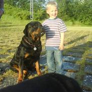 Rottweiler S.B. Von Barnewitz AZZO