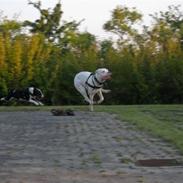 Dogo argentino Pablo Escobar(dogo dreng)
