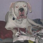 Dogo argentino Pablo Escobar(dogo dreng)