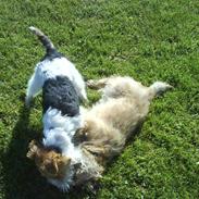 Ruhåret foxterrier Fifi