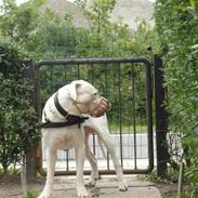 Dogo argentino Pablo Escobar(dogo dreng)