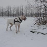 Dogo argentino Pablo Escobar(dogo dreng)