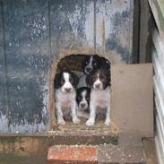 Field Trial spaniel Wiking Warrior Walt