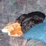 Labrador retriever Bella *R.I.P*