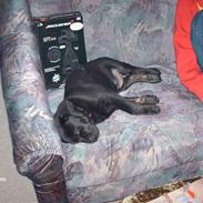 Labrador retriever Bella *R.I.P*