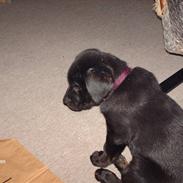 Labrador retriever Bella *R.I.P*