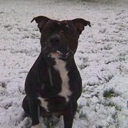 Staffordshire bull terrier Chili