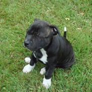 Staffordshire bull terrier Chili